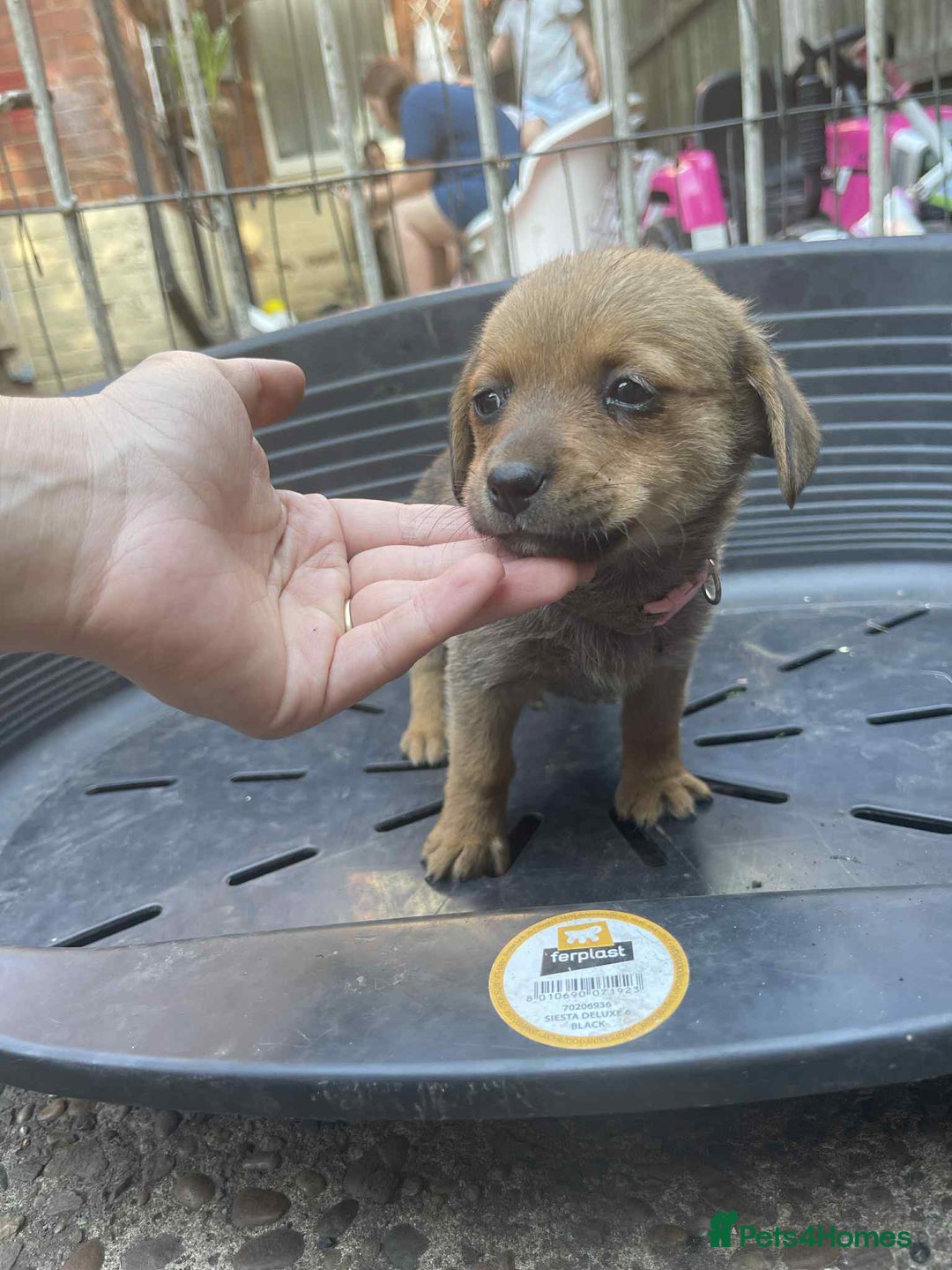 Mixed Breed dogs for sale: mixed breed 4 boys and 2 girls - Image 2