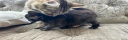 Mixed Breed cats for sale: Long haired female kittens  - Advert 1