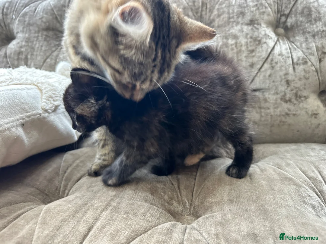 Mixed Breed cats for sale: Long haired female kittens  - Advert 1