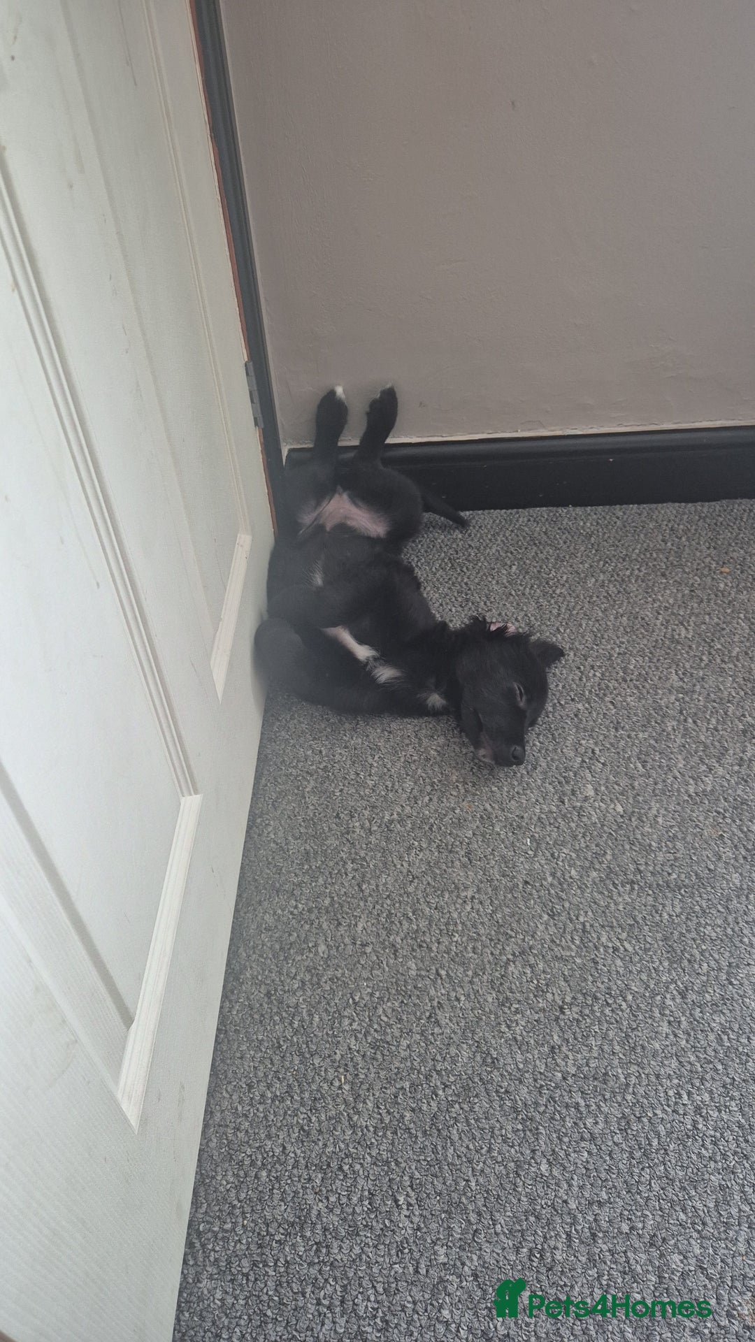 Border Collie dogs for sale: Border collie pup - Image 1