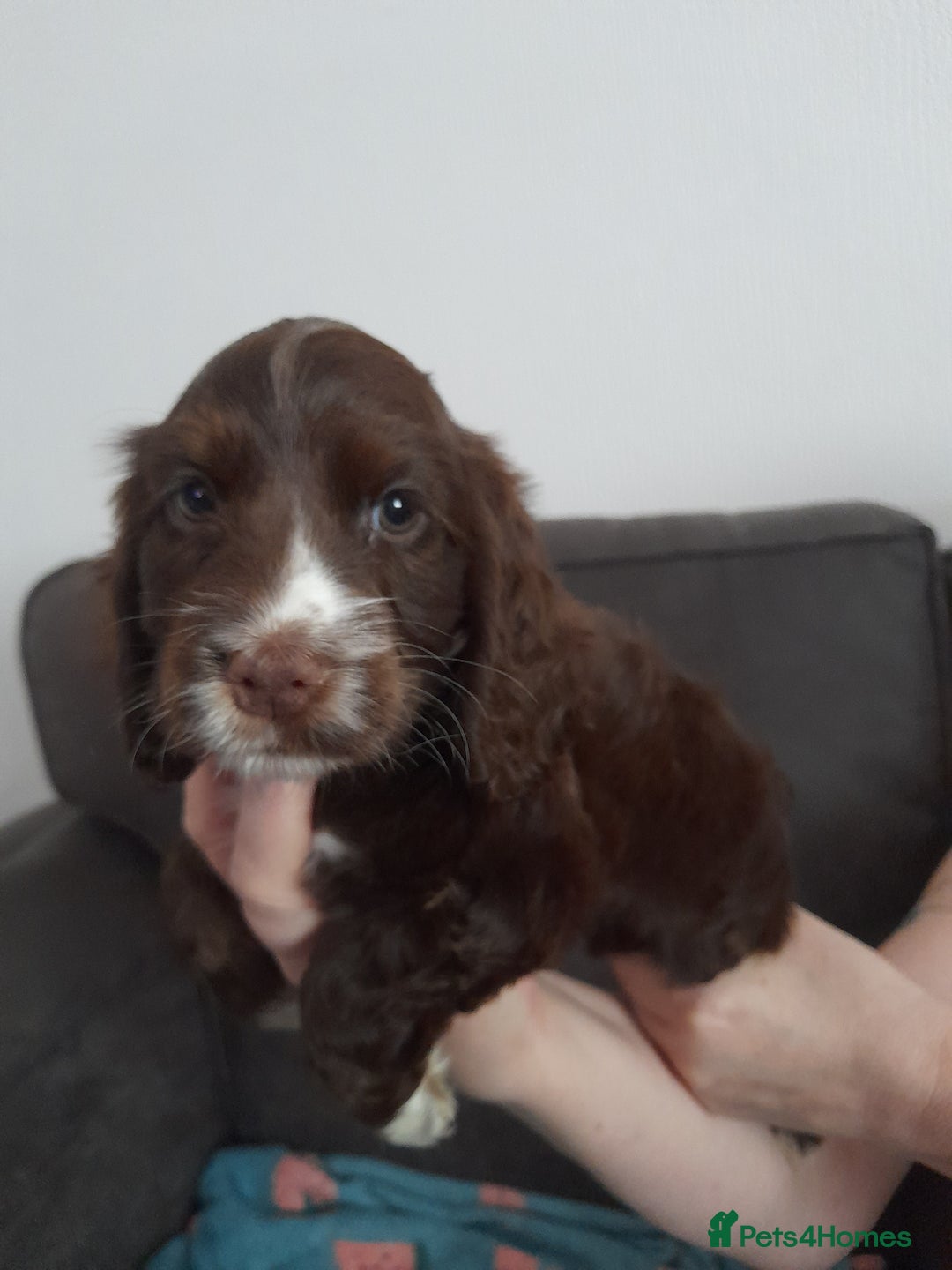Cocker Spaniel dogs for sale: Beautiful kc reg show cocker puppies Ready Now - Image 6