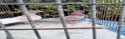 Pigeons birds for sale: Pigeones for sale in hackney London  - Advert 5