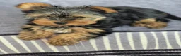Yorkshire Terrier dogs for sale: Gorgeous mini yorkie girl - Advert 2