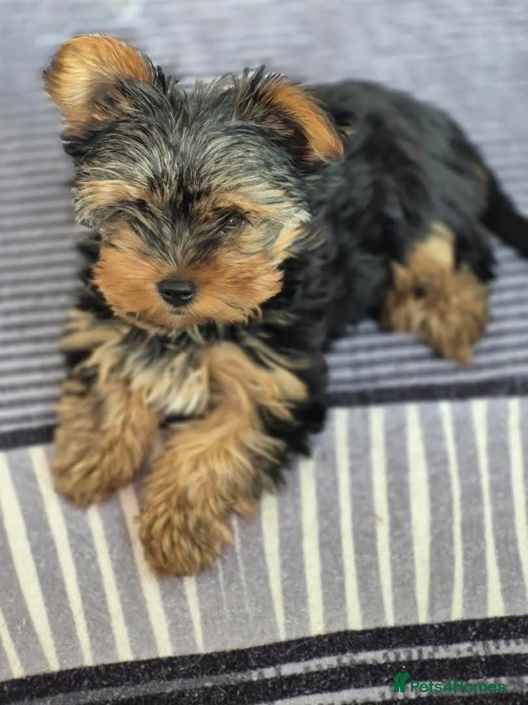 Yorkshire Terrier dogs for sale: Gorgeous mini yorkie girl - Advert 2