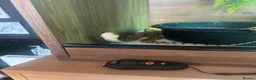 Snake reptiles for sale: 1.1 pair Bull snakes  - Advert 2