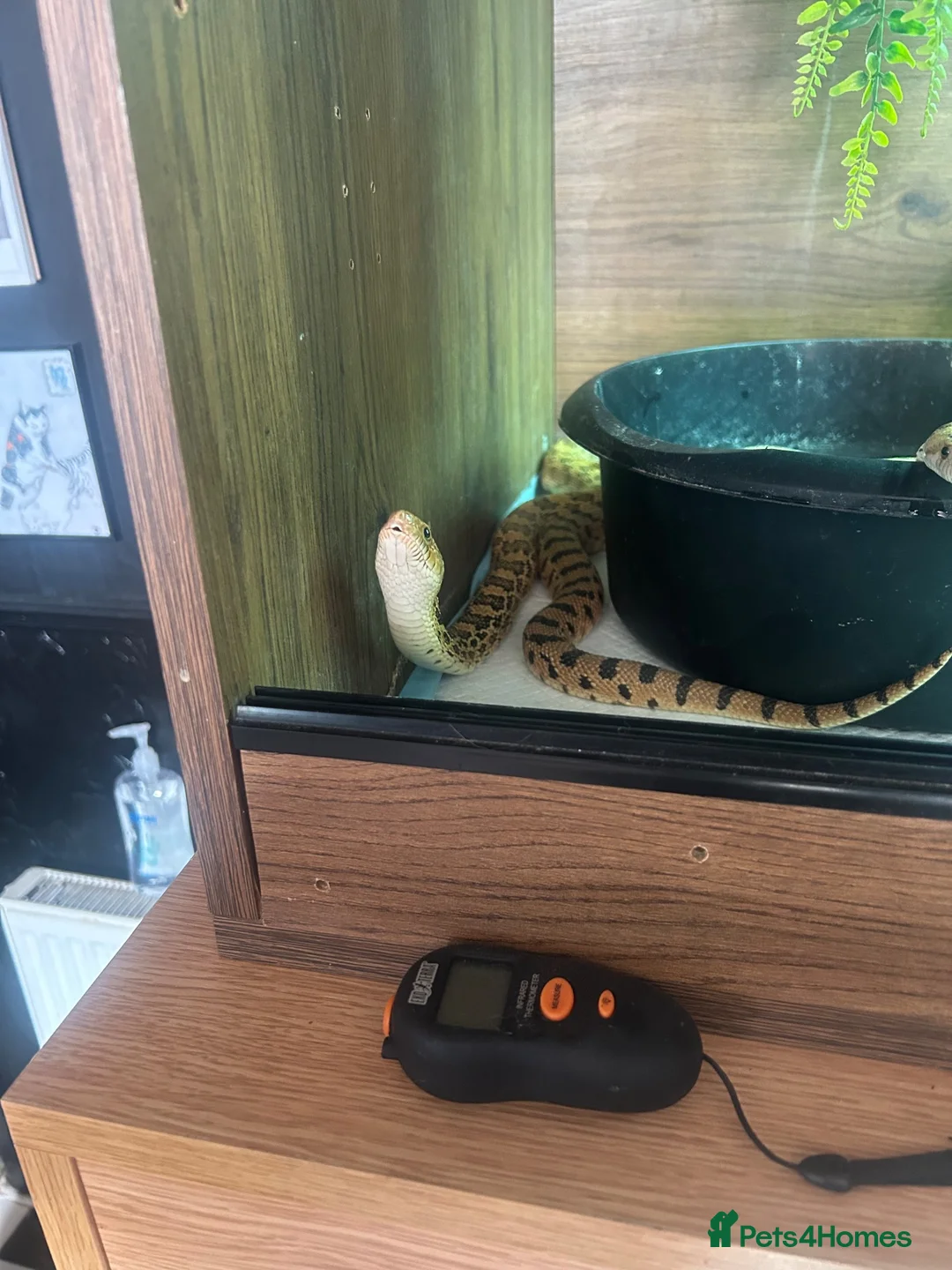 Snake reptiles for sale: 1.1 pair Bull snakes  - Advert 2