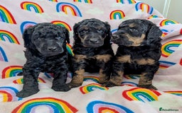 Miniature Poodle dogs for sale: Stunning Red & Phantom Poodles - Image 12