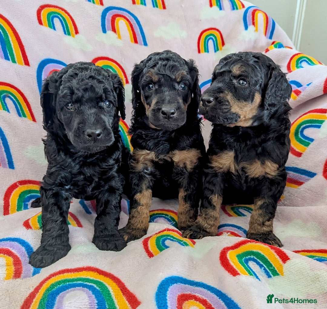 Miniature Poodle dogs for sale: Stunning Red & Phantom Poodles - Image 12