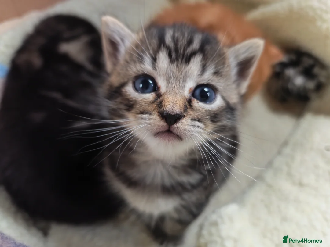 British Shorthair cats for sale:  BRITISH SHORTHAIR BENGAL CROSS ginger+ grey tabby - Advert 2