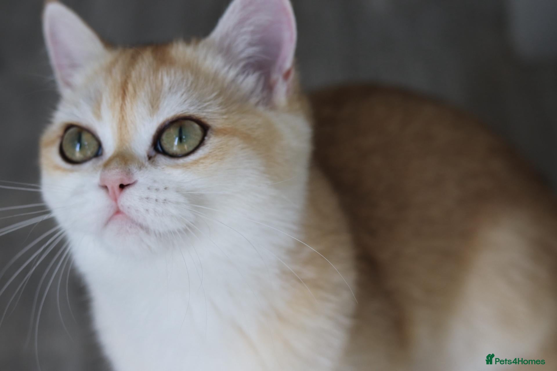 British Shorthair cats Beautiful GCCF Golden Ny12 British Shorthair Girl  - Advert 2