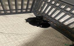 Bombay cats for sale: Bombay kittens for sale  - Image 6