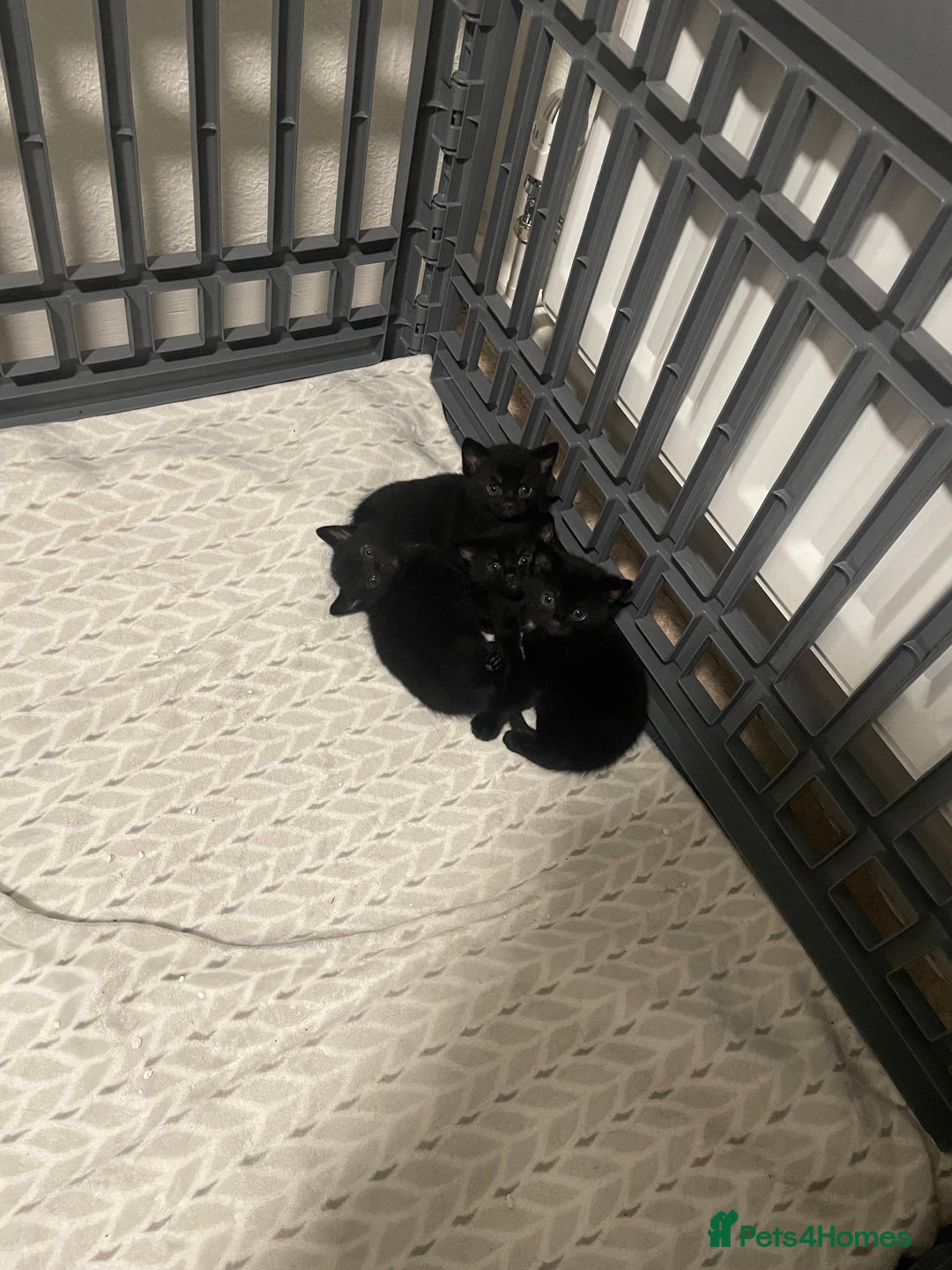 Bombay cats for sale: Bombay kittens for sale  - Image 6