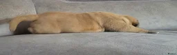 Mixed Breed dogs for sale: Mastiff Bordeaux Puppies - Advert 24