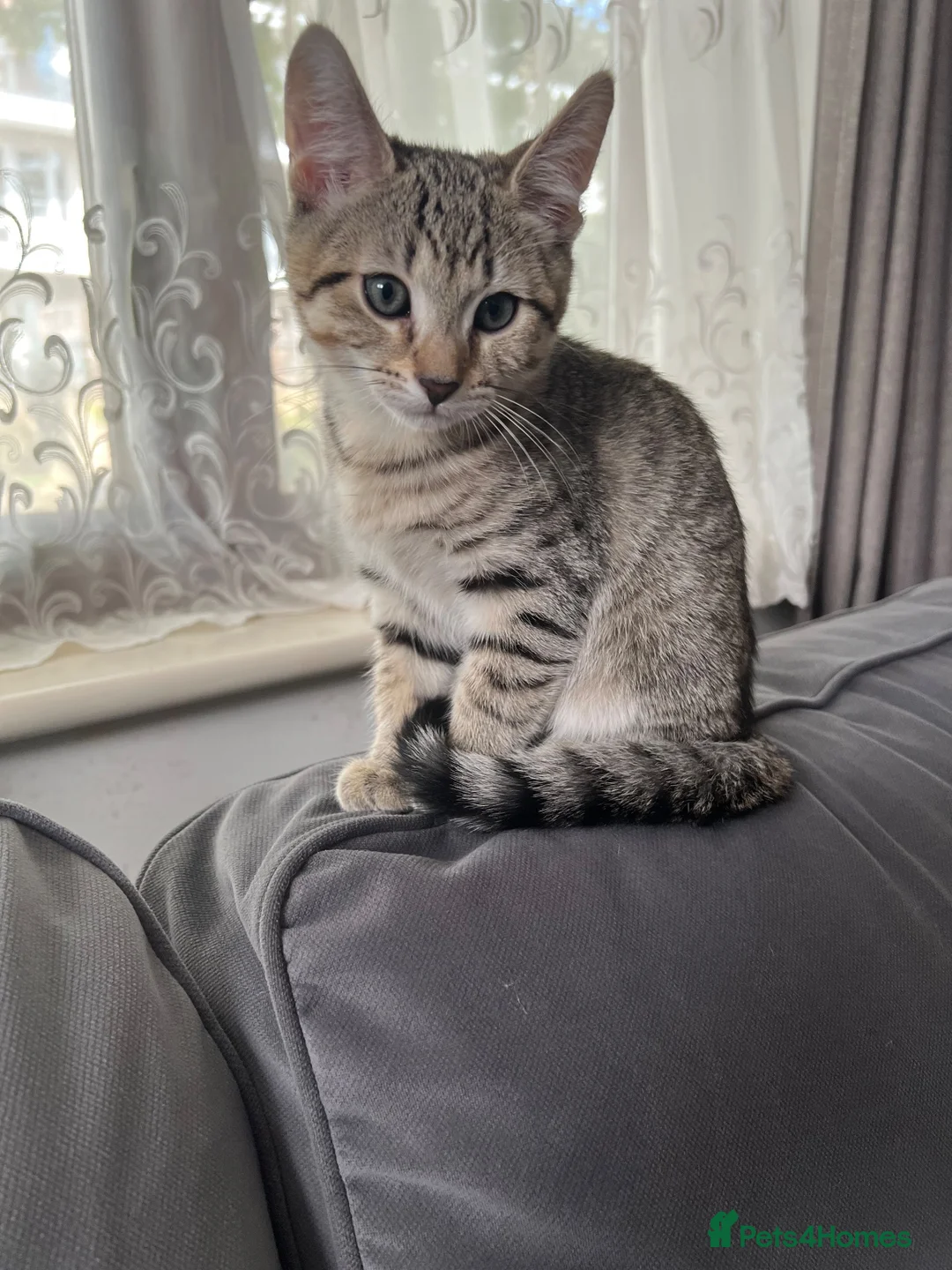 Mixed Breed cats for sale: 2 Lovely Tabby Mixed Breed Kittens – 3 Months Old in London - Advert 2