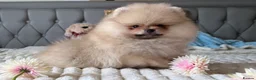 Pomeranian dogs for sale:  Teddy Bear Pomeranian Puppies - Advert 37