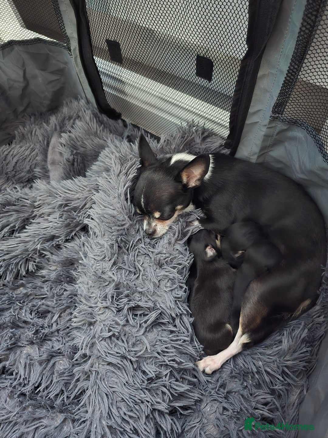 Chihuahua dogs for sale: Full pedigree chihuahuas - Image 7