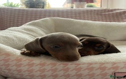 Miniature Dachshund dogs for sale: Miniature Dachshund  - Image 14