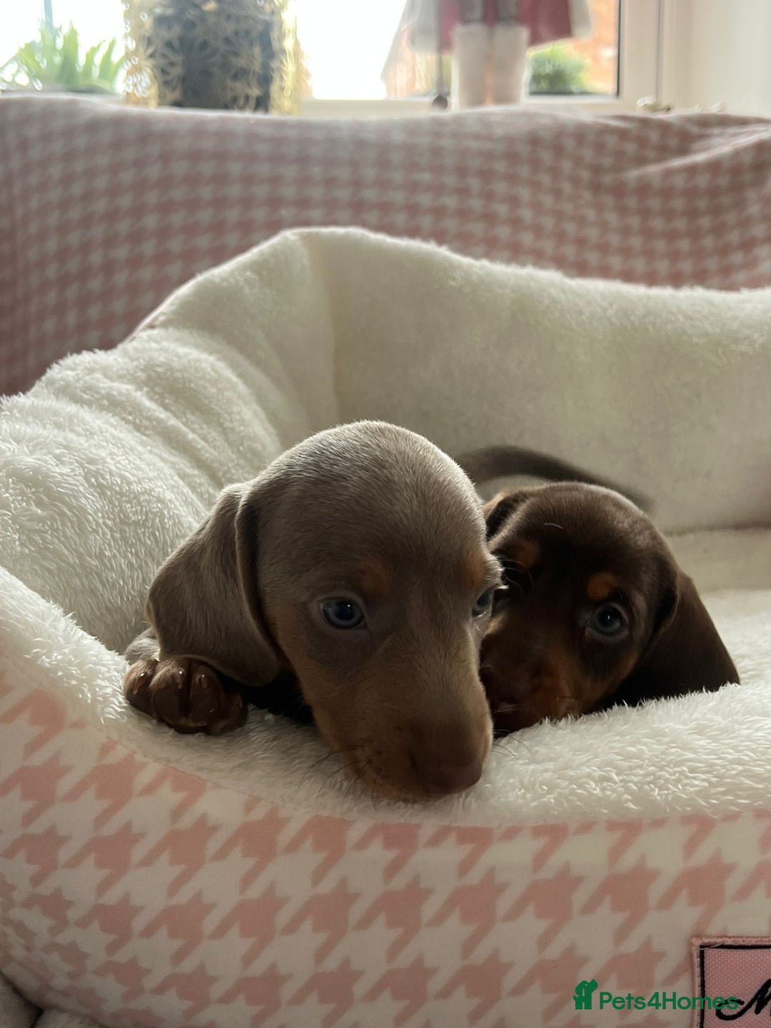 Miniature Dachshund dogs for sale: Miniature Dachshund  - Image 14