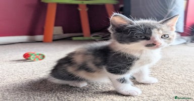 Mixed Breed cats - Advert 8