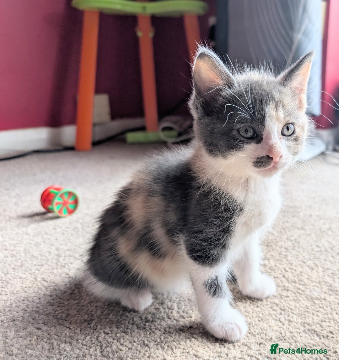 Mixed Breed cats for sale: Beautiful Kittens - Image 2