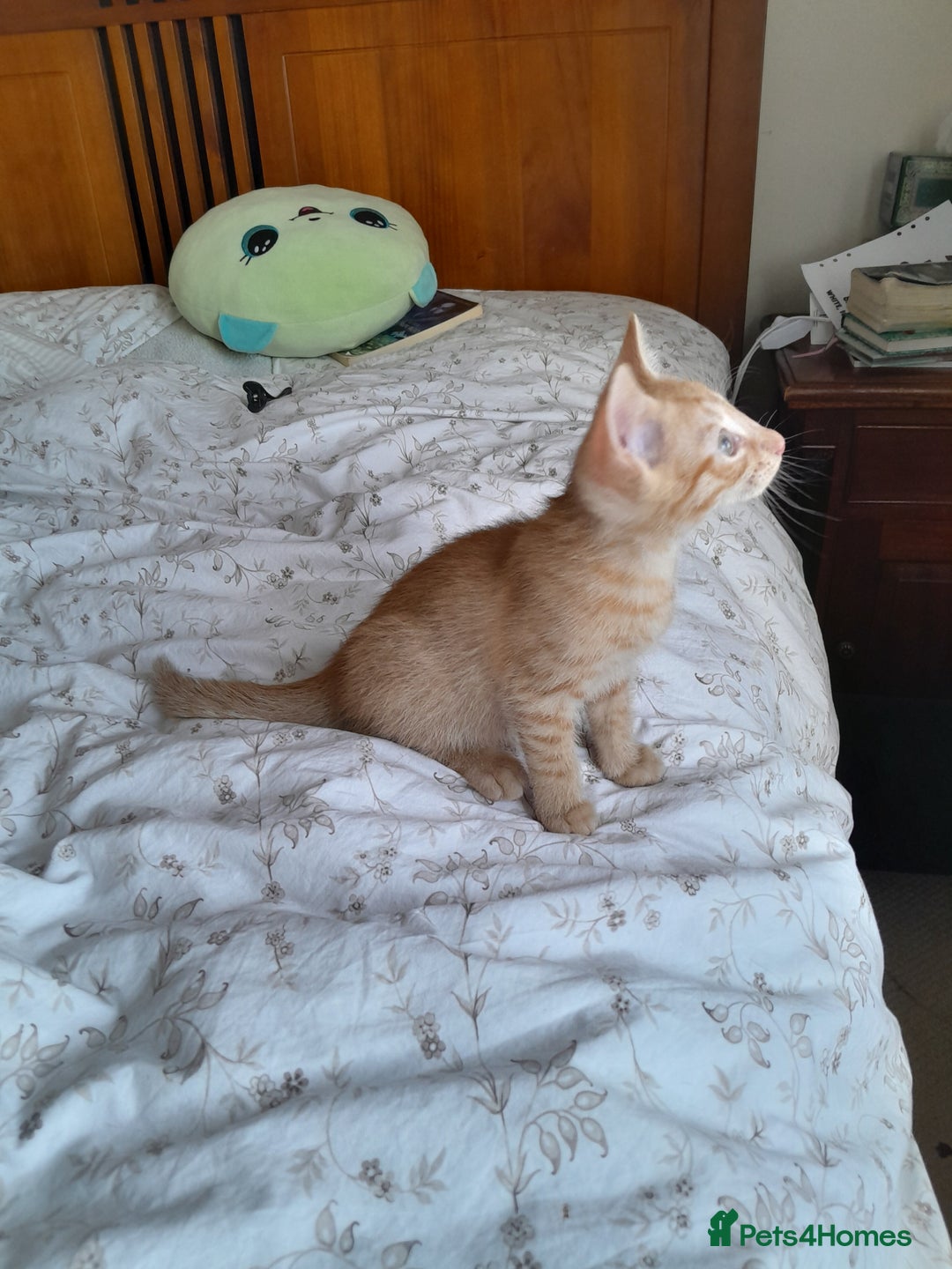 British Shorthair cats for sale: Cute playful smart kittens ready for new homes - Image 8