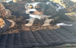 Cavalier King Charles Spaniel dogs for sale: 2 beautiful cavalier King Charles  - Image 8