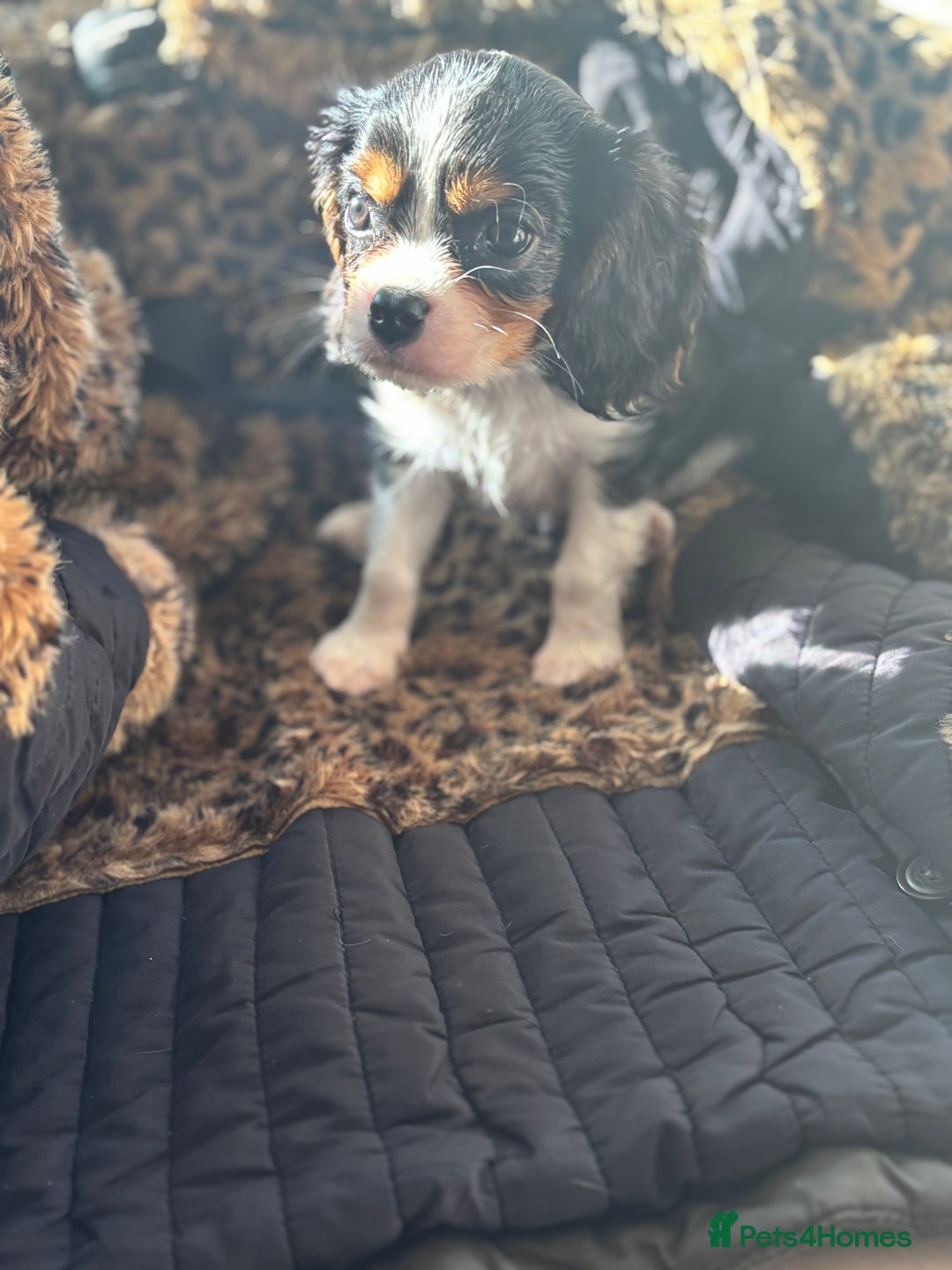 Cavalier King Charles Spaniel dogs for sale: 2 beautiful cavalier King Charles  - Image 8