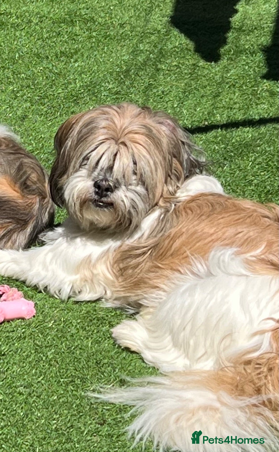 Mixed Breed dogs Loving 4yr old looking for a new home  - Advert 1