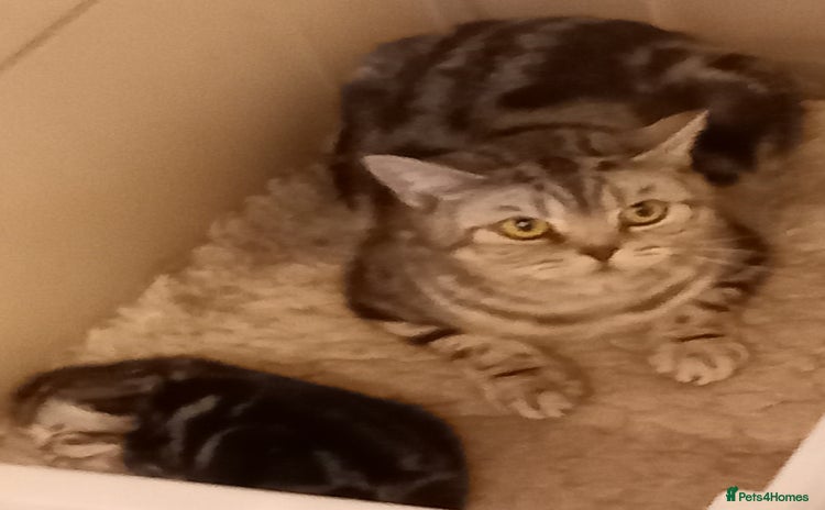 British Shorthair cats for sale - Advert 2