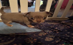 Chihuahua dogs for sale: Chihuahua  - Image 5