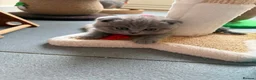British Shorthair cats for sale: 2 straight ear boys and 4 fold girls,fluffy 🐾🐈‍⬛ - Advert 9