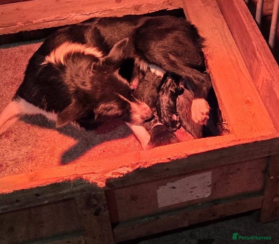 Border Collie dogs for sale: Border collie puppies - Advert 5