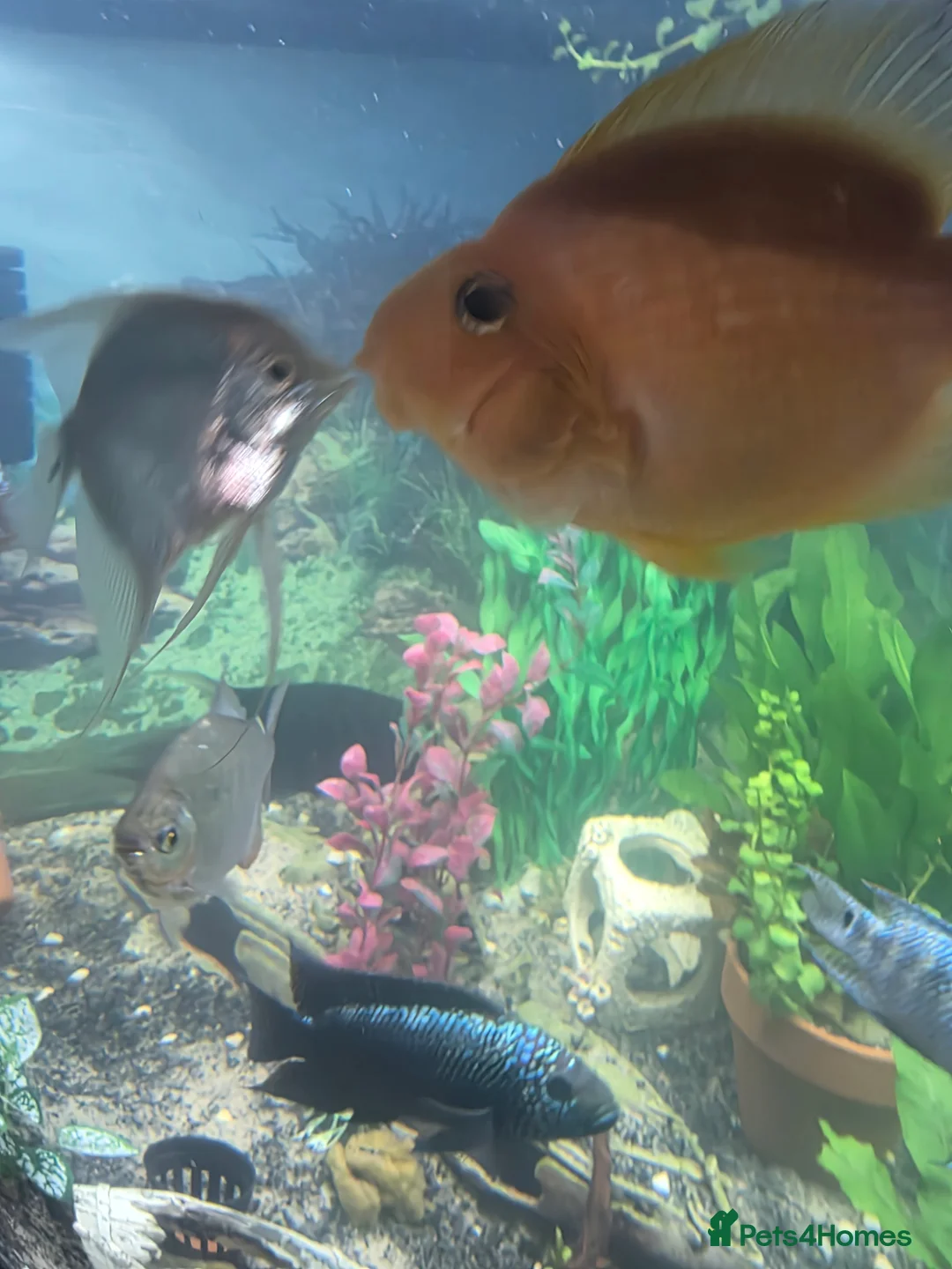 Other/Mixed Breed fish for sale: 1 pair of parrot fish 1 pair of jack dempsey  - Advert 2