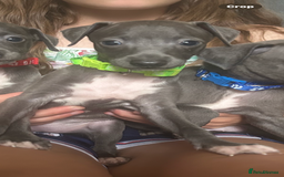 Italian Greyhound dogs for sale: Ready now 6 stunning blue boys kc reg - Image 15