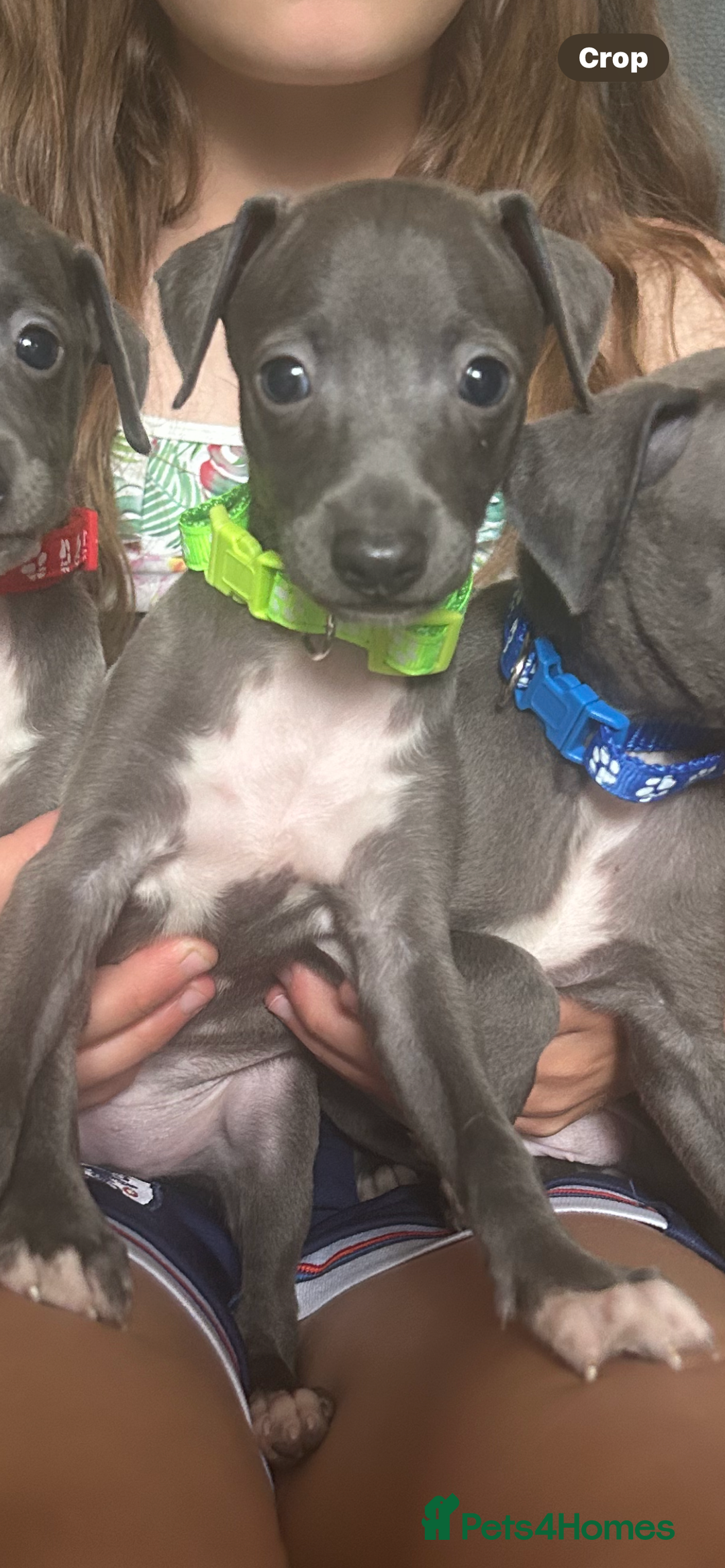 Italian Greyhound dogs for sale: Ready now 6 stunning blue boys kc reg - Image 15