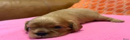 Cavalier King Charles Spaniel dogs for sale: KC reg 2 boys 2 girls - Advert 9