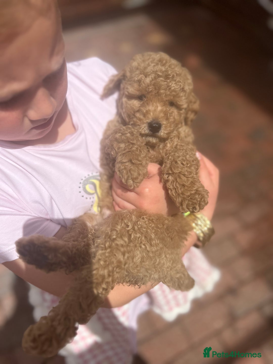 Maltipoo dogs for sale: Quality Maltipo’s wanting forever homes  - Image 4