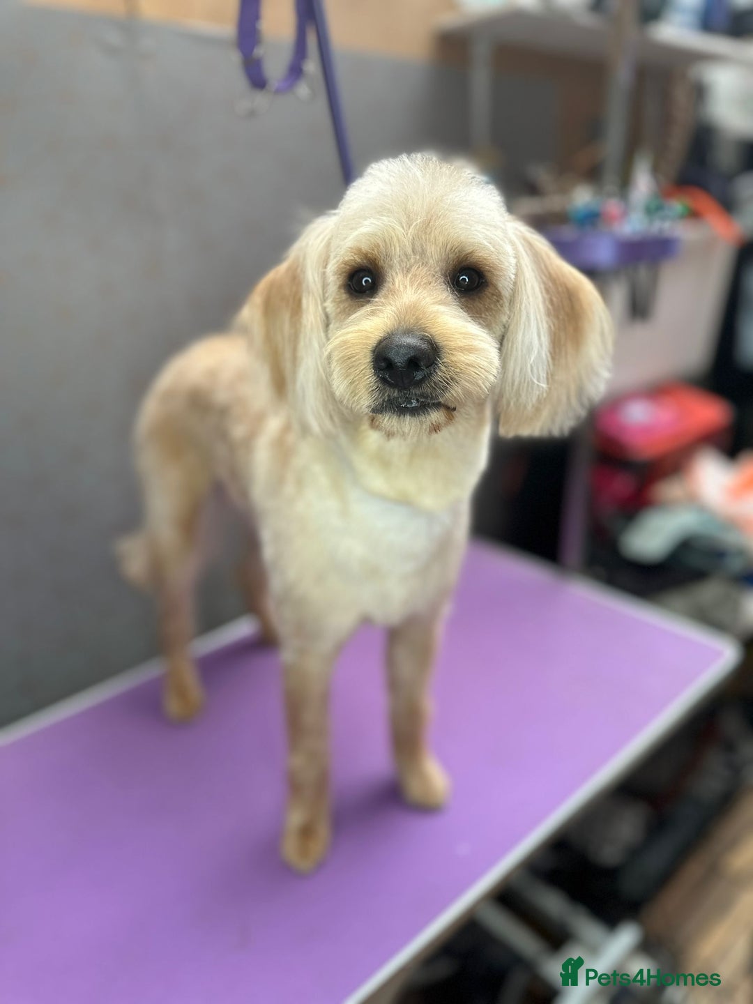 Labradoodle dogs for stud: Labradoodle for Stud – Light Brown, Friendly Boy - Image 4