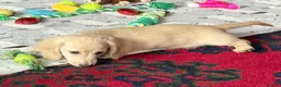 Miniature Dachshund dogs for sale: Cream long haired kc ready to go now - Advert 6