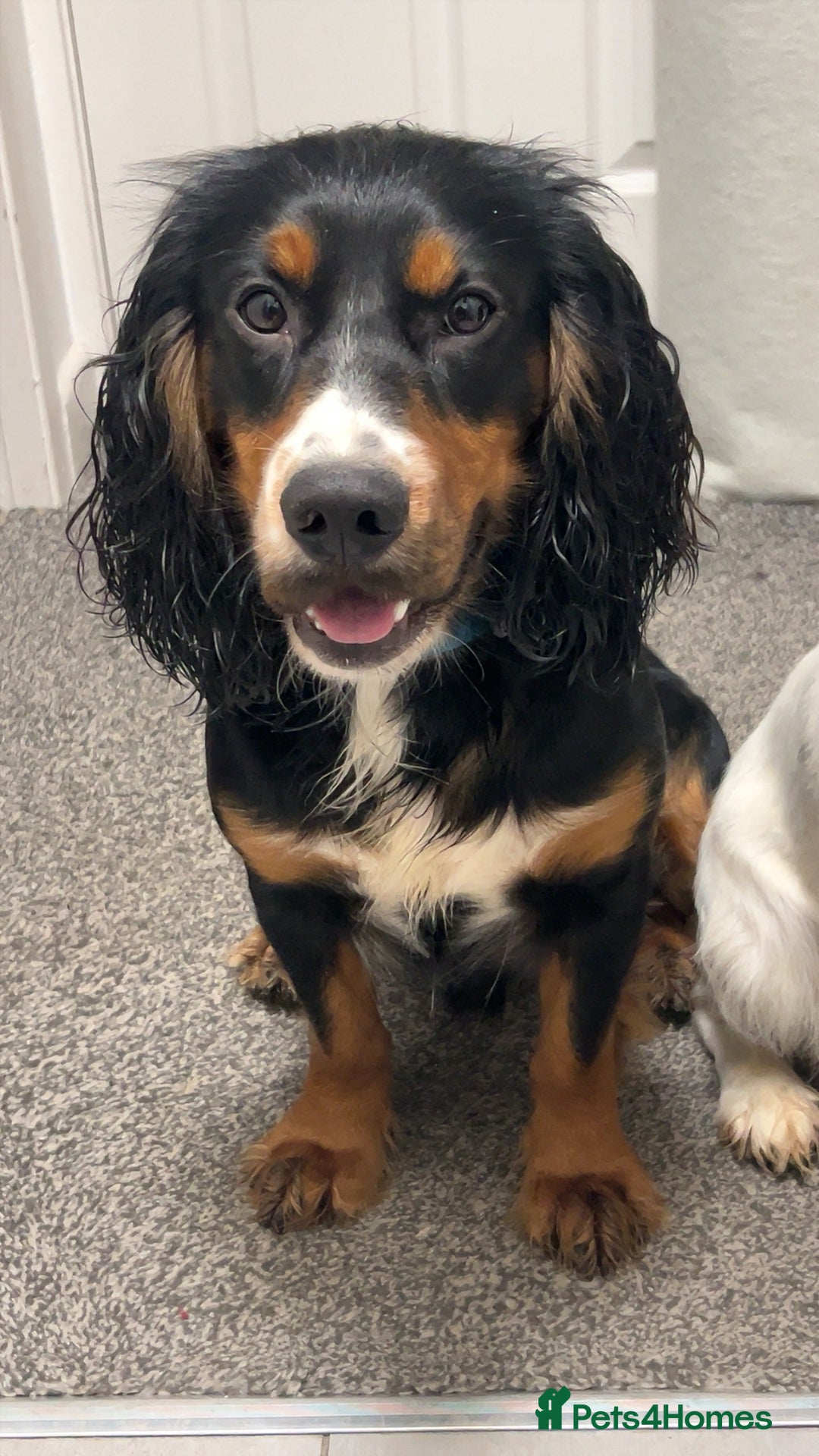 Cocker Spaniel dogs for sale: Looking for an active home  - Advert 3
