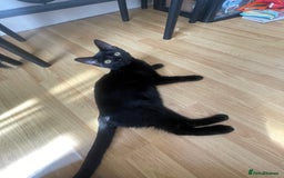 Bombay cats for sale: Baby boy kitten  - Image 4