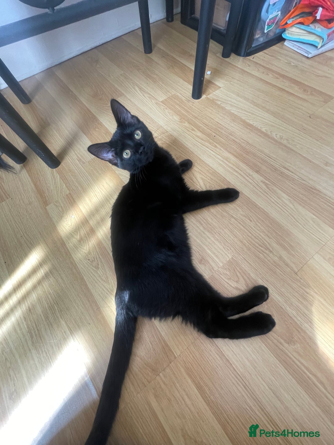 Bombay cats for sale: Baby boy kitten  - Image 4