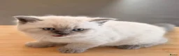 British Shorthair cats for sale: GCCF BRITISH SHORTHAIR KITTENS - Advert 14