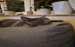 Domestic Shorthair cats for sale: One Black Boy, One tri colour girl.  - Image 4