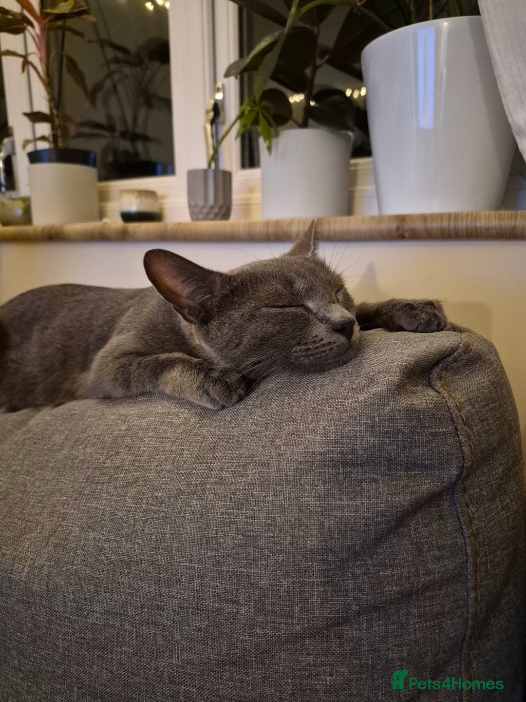 Domestic Shorthair cats for sale: One Black Boy, One tri colour girl.  - Image 4