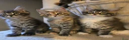 Maine Coon cats for sale: Last female tica registered available  - Advert 17