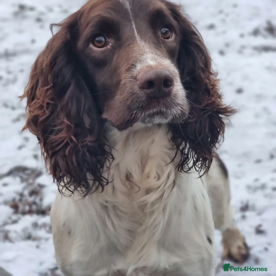 English Springer Spaniel dogs for stud: Springer Dog at Stud  in Alford - Advert 9