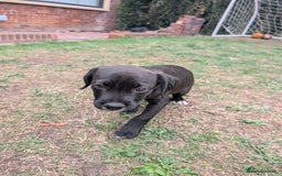 Mixed Breed dogs for sale: Patterdale cross American bulldog  - Image 5
