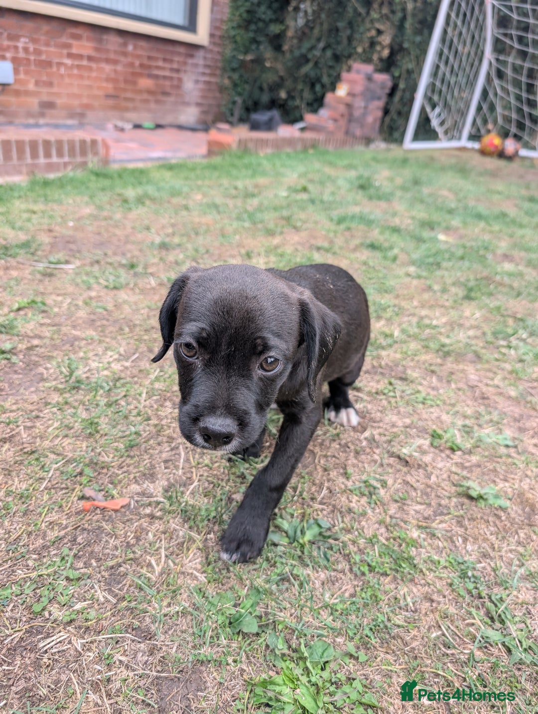 Mixed Breed dogs for sale: Patterdale cross American bulldog  - Image 5
