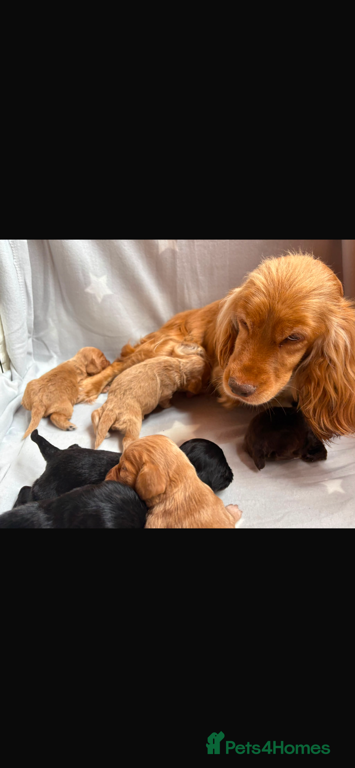 Cocker Spaniel dogs Beautiful working cocker spaniels  - Advert 1